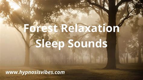 Forest Relaxation Sleep Sounds 10 Hours Youtube