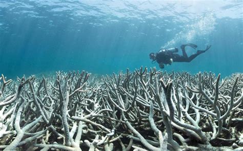 Great Barrier Reef Damage Weve Never Seen Anything Like This Before