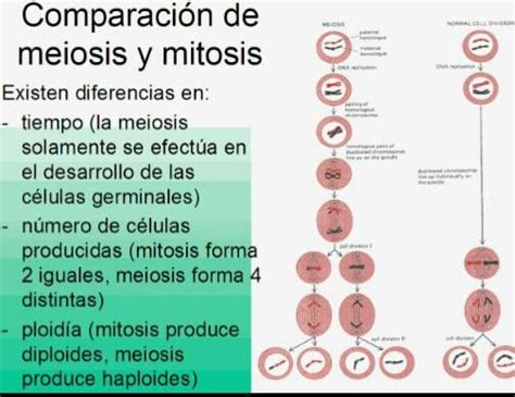 Pin De Karla Ramirez Gonzalez En Biologia Mitosis Mitosis Y Meiosis