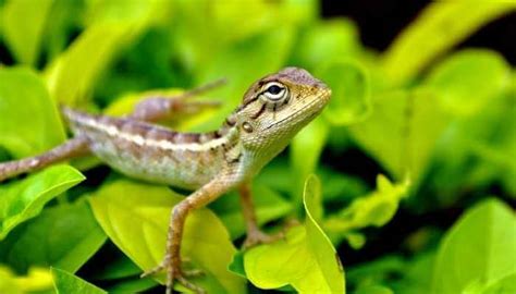 What Do Garden Lizards Eat All You Need To Know