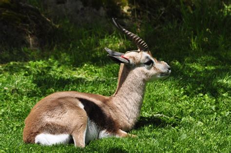 Grant's gazzele take down cheetah with horns, lion hunt imapala fail. Spekes Gazelle - ZooChat