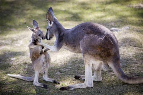 Pin By Melba Sanches On Australia Fort Worth Zoo Kangaroo Animals