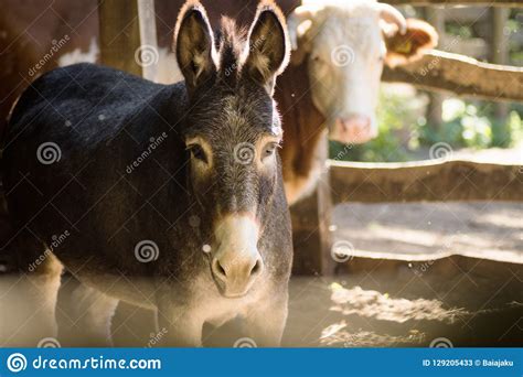 Donkey And Cow Stock Image Image Of Outdoors Countryside 129205433