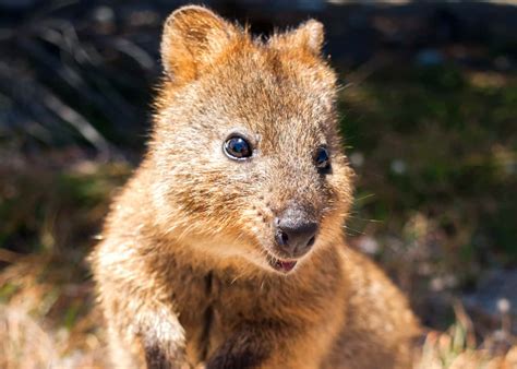 Around the size of a cat, with the tail of a rat, the nocturnal marsupials can only be found on australia's rottnest island and a handful of smaller islands around the coast of western. 50 Quokka Facts: Smiling, Baby-Flinging, Selfie Kings ...