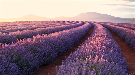 Lavender Fields Wallpapers Top Free Lavender Fields Backgrounds