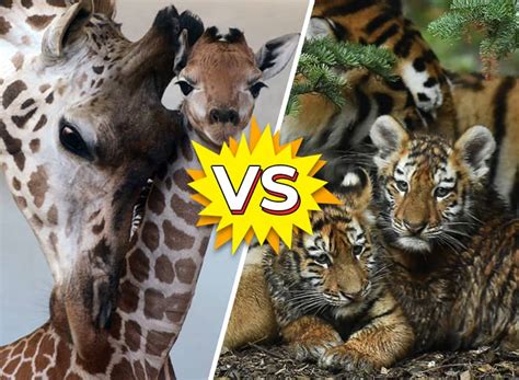 Animal Battle Giraffe Vs Tiger Quiz Kids News
