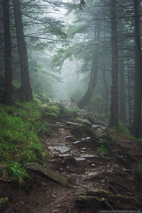 Path In Foggy Forest Forest Photography Foggy Forest Nature Photography