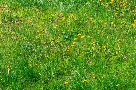 Green Meadow In Summer With Blooming Dandelions Stock Image Image Of