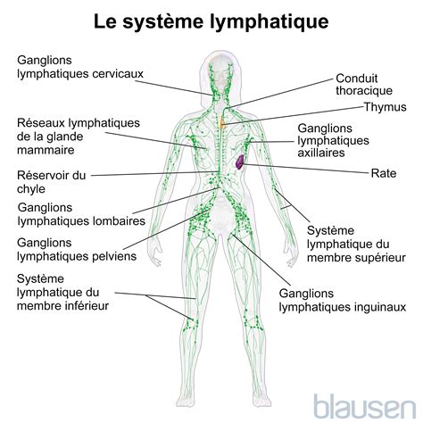 Anatomie Des Ganglions Lymphatiques De Systeme Interne Du Corps Humain
