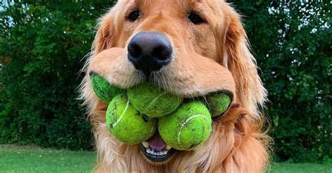 A Dog Swallowing A Tennis Ball Is Not As Uncommon As One Might Think