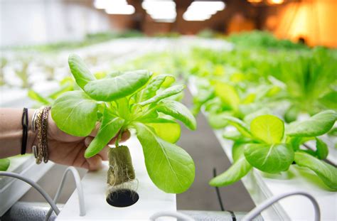 The most blatant benefit of hydroponic gardening is the massively increased growth rate of most plants. Insights Into Hydroponic Gardening For Your Household and ...