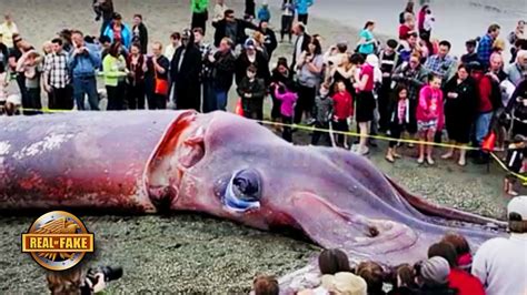 Giant Squid Washes Up On Beach Nz Fpvracerlt