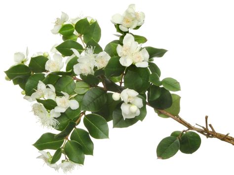 Other similarities exist between the trees. MYRTLE LEAVES HERBS DESCRIPTION AND HEALTH BENEFITS