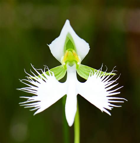 White Egret Flower A Wild Orchid Flying Or Dancing Flickr