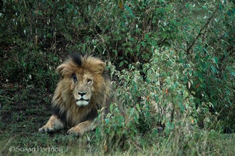 Posted on march 3, 2019 february 27, 2021 by susan portnoy. Scarface the Lion. The Legend of the Masai Mara | Lion ...