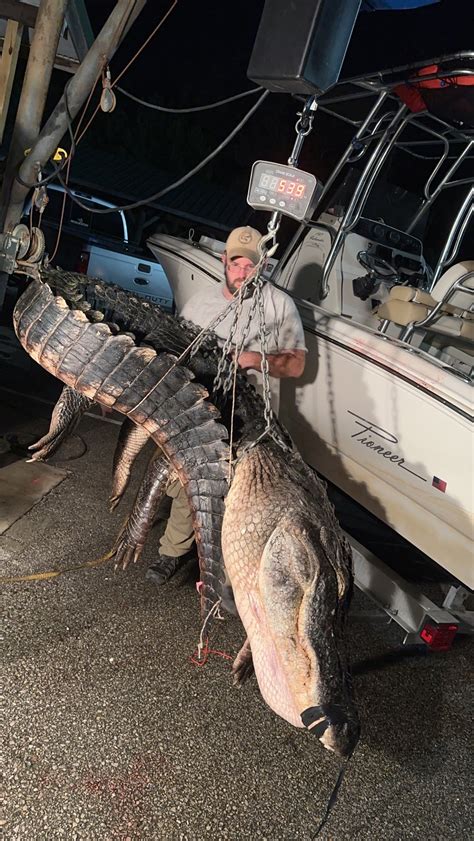 Wkrg Wow Massive Alligator Weighing More Than 500