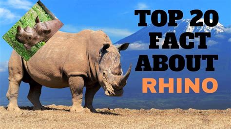 Top 20 Amazing Facts About Rhinos That You Should Know Rhino Facts