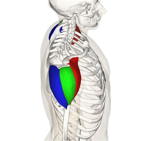 These smaller muscles help to move substances through the body and support the function of these organs and vessels. Developing the Deltoid Muscles: How to Get Big, Strong ...