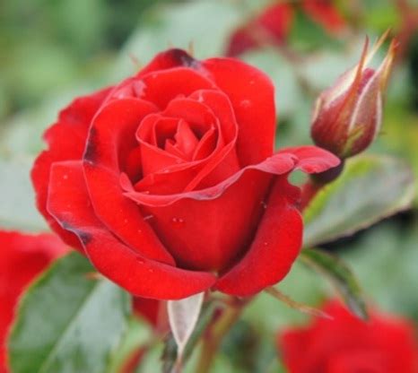 Teruslah menyebarkan semerbak wangi mu. Tanaman Mawar Merah (Red Rose) - BibitBunga.com