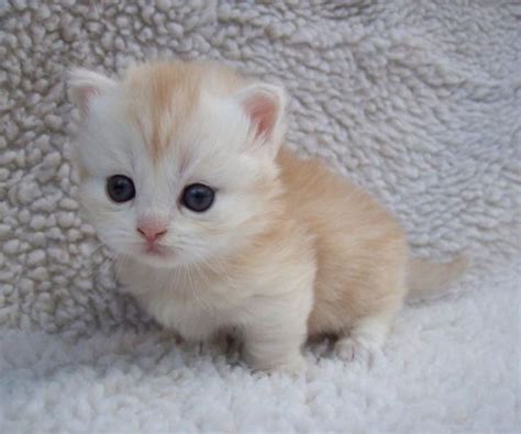 The Fluffiest Kitten Cutest Paw Cutest Animals