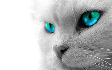 White Cat Wallpapers Wallpaper Cave