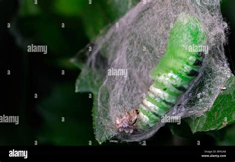 Green Caterpillar Pupa Pupate Pupating Larva Larval Silk Web Cocoon