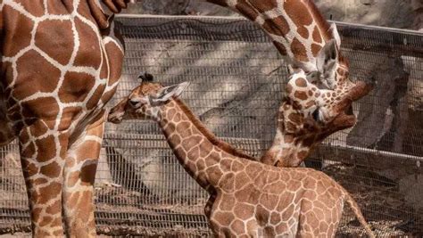 Abq Biopark Welcomes New Baby Giraffe
