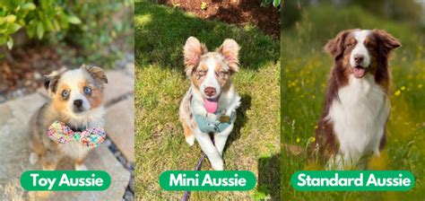 Comprehensive Guide To Toy Australian Shepherd Bordercolliehealth