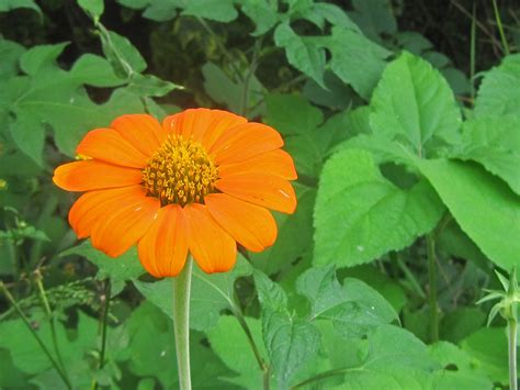 Orange Coloured Wild Flower Free Stock Photo Public Domain Pictures