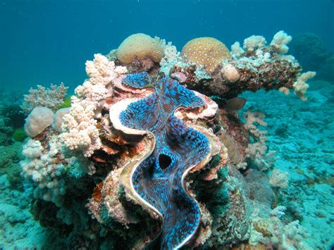 Dive Into The Great Barrier Reef With Blue Dive Global Adventuress