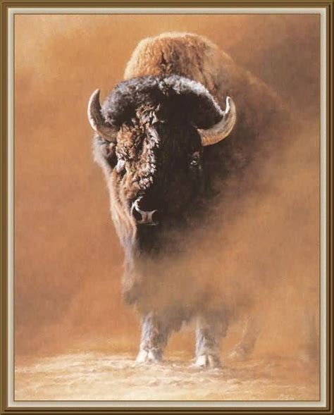American Buffalo American Bison Buffalo Animal Buffalo Pictures
