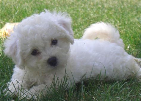 Bichon Frise Dogs Breeds Pets