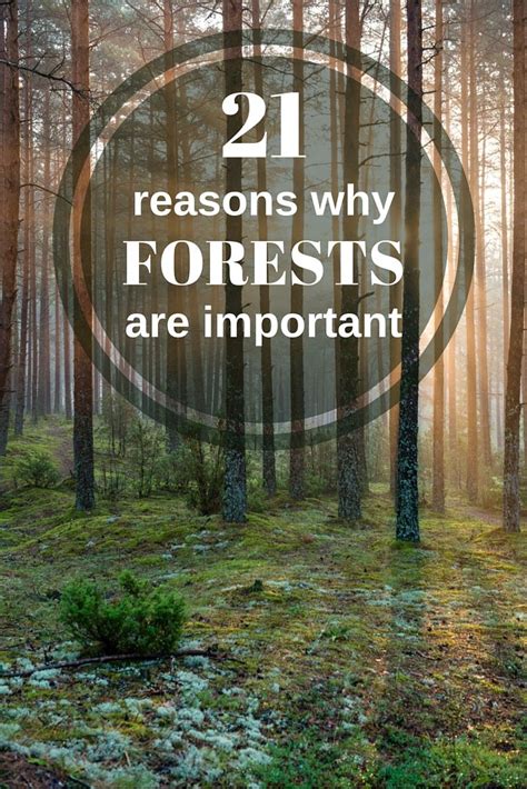 20 Reasons Why Forests Are Important Forest Conservation Forest