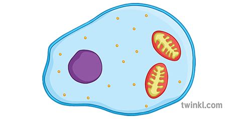 Animal Cell With Ribosomes Diagram Science Secondary