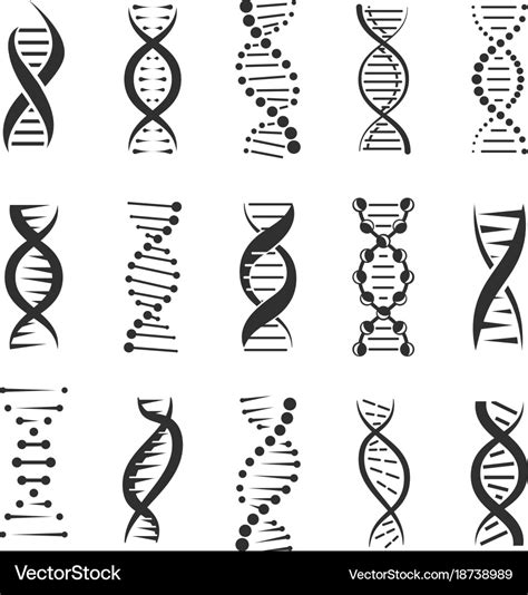 Double Dna Helix Icons Royalty Free Vector Image