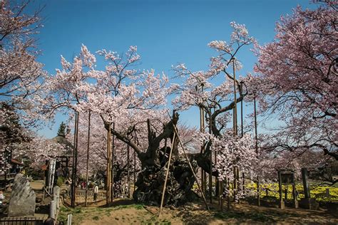 Nagano Cherry Blossoms Escape Into The Japanese Alps For Hanami