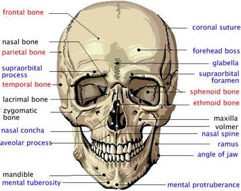 Anatomy & Physiology: Skin & Skeletal system Flashcards | Easy Notecards