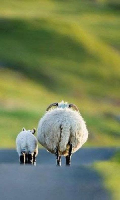 Pin By Mikael Lith On Animals Animals Irish Quotes Sheep