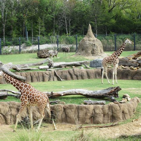 Dallas Zoo 2023 All You Need To Know Before You Go With Photos