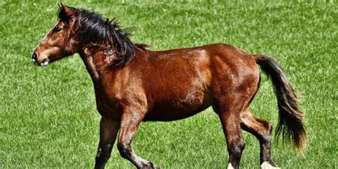 complete alphabetical list   worlds horse breeds insider horse latest greatest