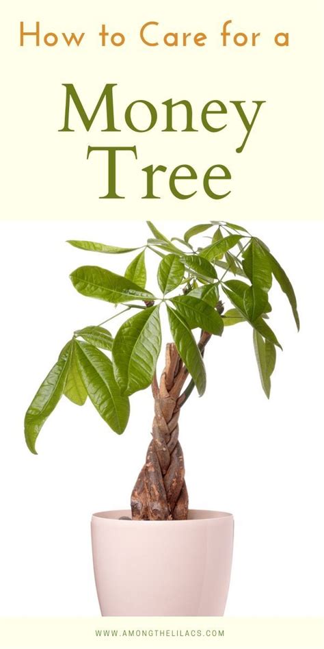 You can shape a money tree to your liking with practices similar to those specific to bonsai trees. How to Care for a Money Tree Houseplant | Money tree plant, Plants, Plant care houseplant
