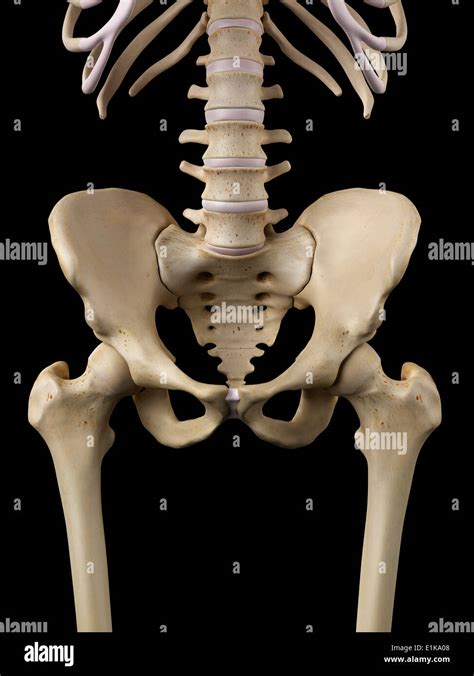 Los Huesos De La Cadera Humana Equipo Ilustraciones Fotografía De Stock