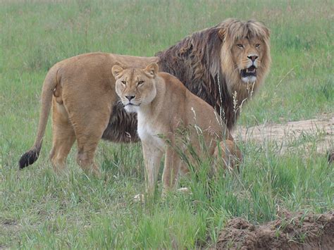 The Wild Animal Sanctuary Near Denver Colorado