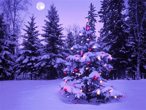 Check spelling or type a new query. wallpapers: Christmas Trees Wallpapers