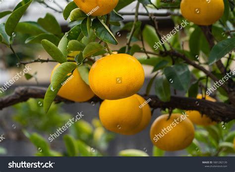 Hassaku Orange Citrus Hassaku Has Become Stock Photo 1881282139