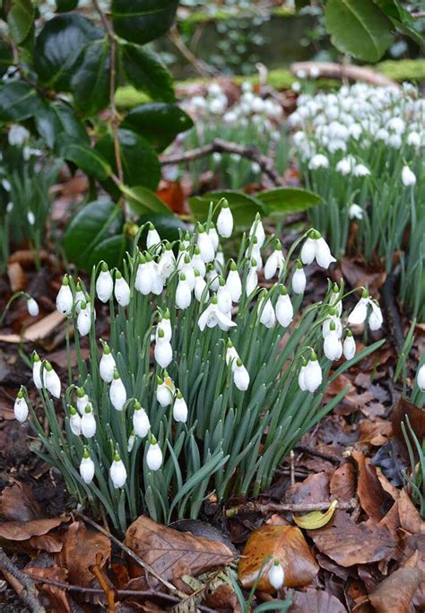 Tips On Growing Snowdrops From The Milntown Gardens Lovely Greens