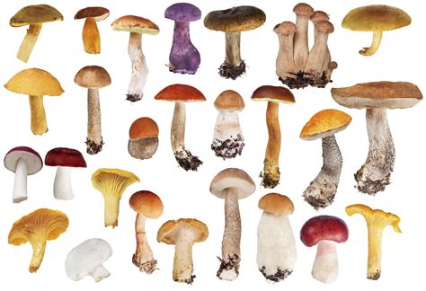Top 10 Healthiest Mushrooms And Their Benefits Hfr