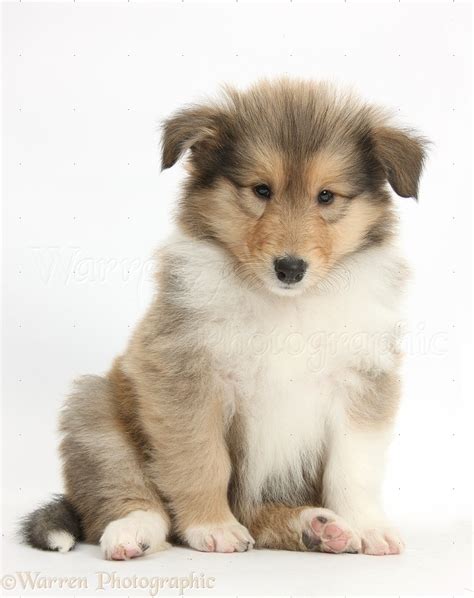 Dog Sable Rough Collie Puppy 7 Weeks Old Sitting Photo Wp38091