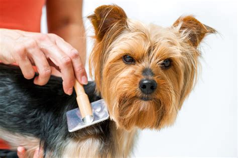 De 7 Beste Hypoallergene Hondenrassen De Juiste Hond Voor U Honden