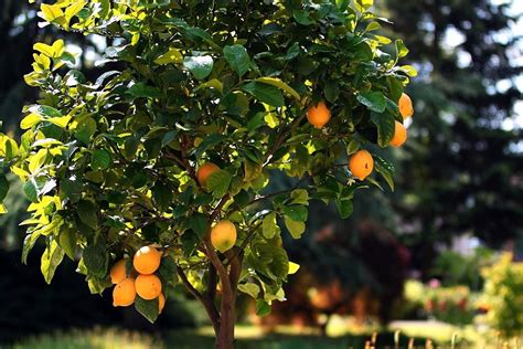 Zitronenbaum Mike Buhrer2 Meine Orangerie